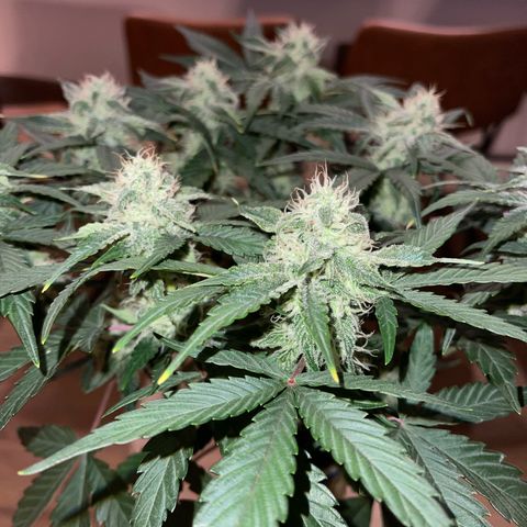 Sour Stomper growlog photo: Progress, buds are stacking and pistils are slowly maturing 