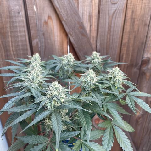 Sour Stomper growlog timeline photo