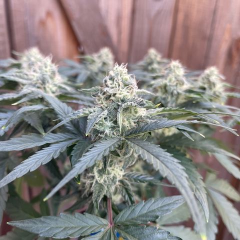 Sour Stomper growlog timeline photo