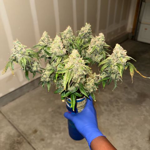 Sour Stomper growlog photo: Harvest day, huge colas! 