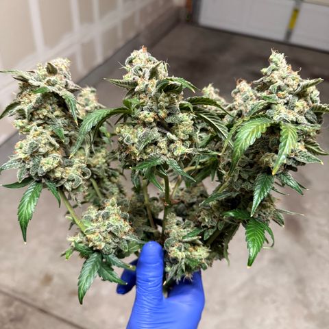 Sour Stomper growlog photo: Harvest day, huge colas! 
