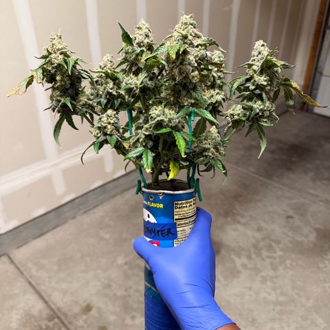 Sour Stomper growlog photo: Harvest day, huge colas! 