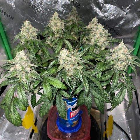 Sour Stomper growlog timeline photo