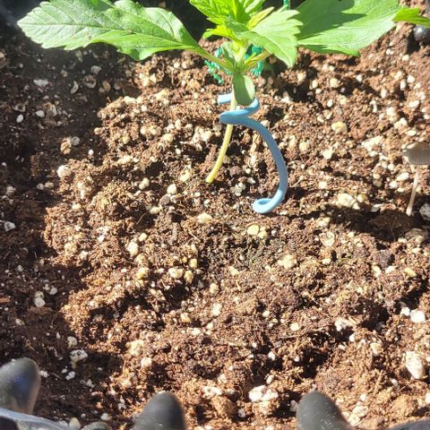WW growlog photo: Erster Tag in der Sonne