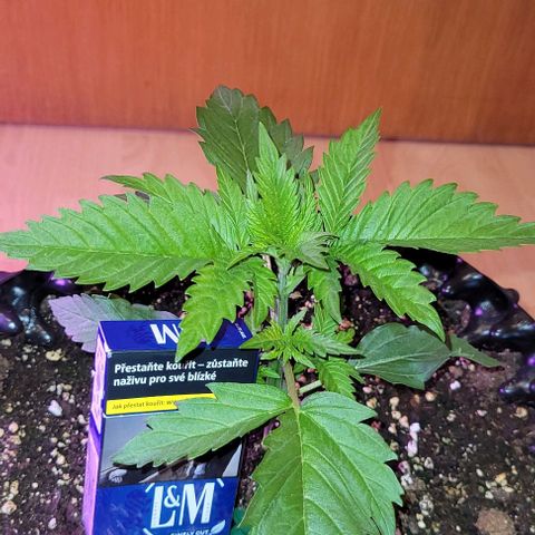 WW growlog timeline photo