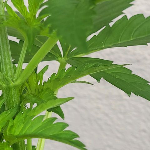 WW growlog photo: Blütetag 1