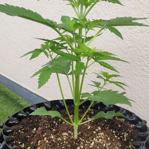WW growlog photo: Blütetag 1