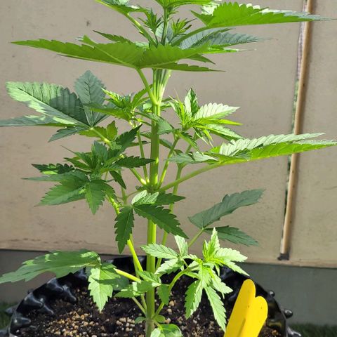 WW growlog timeline photo