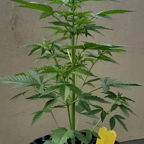 WW growlog photo: ~47cm