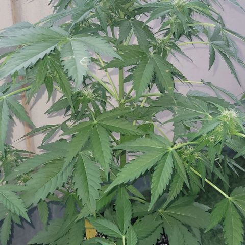 WW growlog photo: ~73cm Höhe