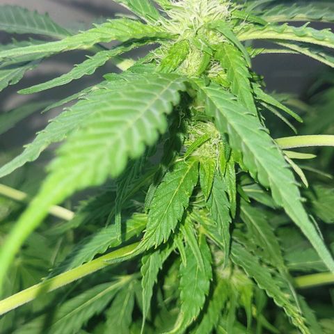 WW growlog photo: ~73cm Höhe