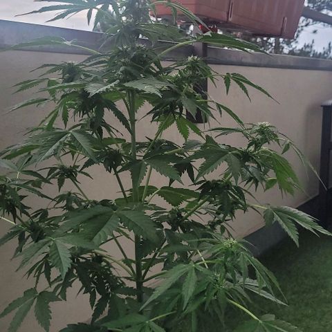 WW growlog photo: ~73cm Höhe