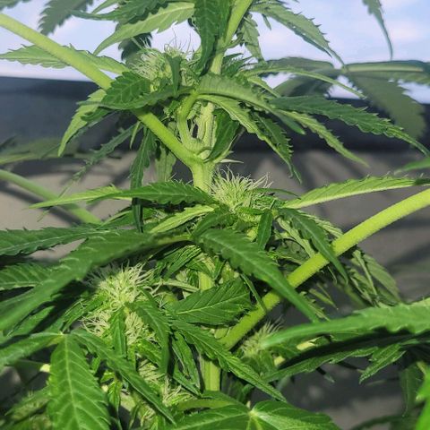 WW growlog photo: ~73cm Höhe