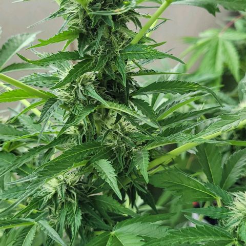 WW growlog timeline photo