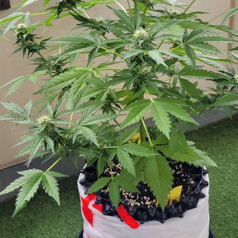 WW growlog timeline photo