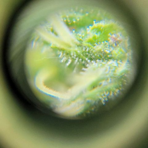 WW growlog timeline photo