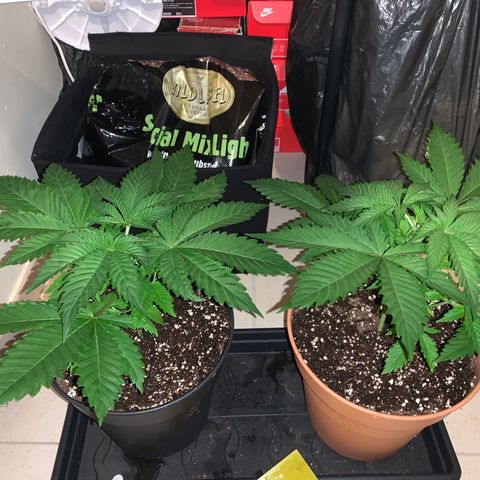Royal Domina growlog timeline photo