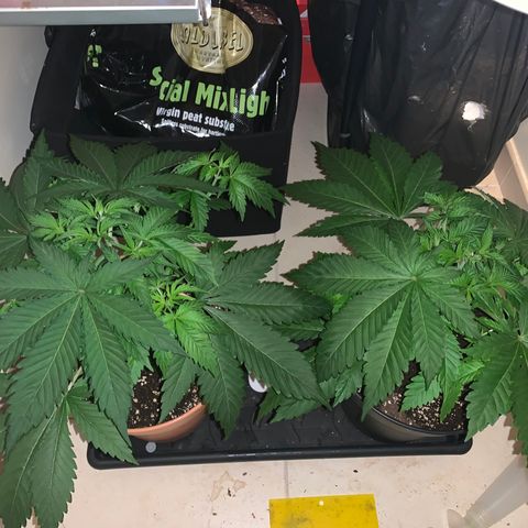 Royal Domina growlog timeline photo