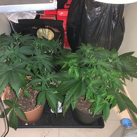 Royal Domina growlog timeline photo