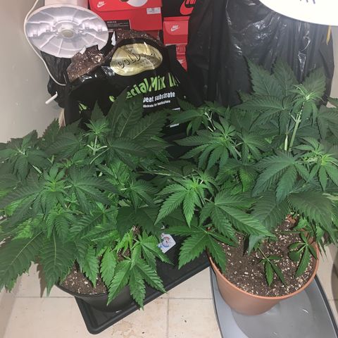 Royal Domina growlog timeline photo