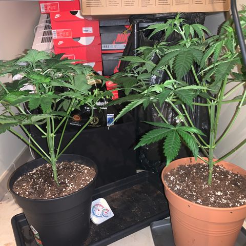 Royal Domina growlog timeline photo