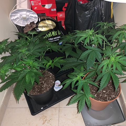 Royal Domina growlog timeline photo