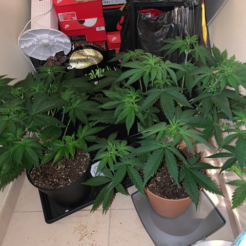 Royal Domina growlog timeline photo