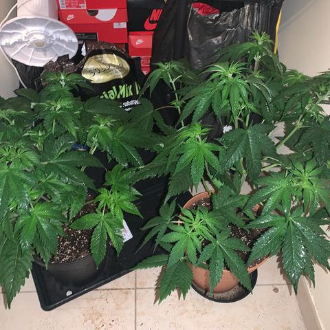 Royal Domina growlog timeline photo