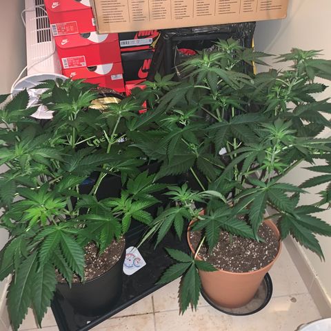 Royal Domina growlog timeline photo