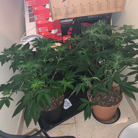 Royal Domina growlog timeline photo