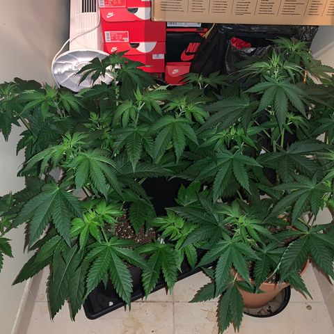 Royal Domina growlog timeline photo