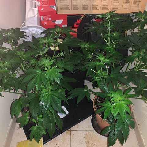 Royal Domina growlog timeline photo