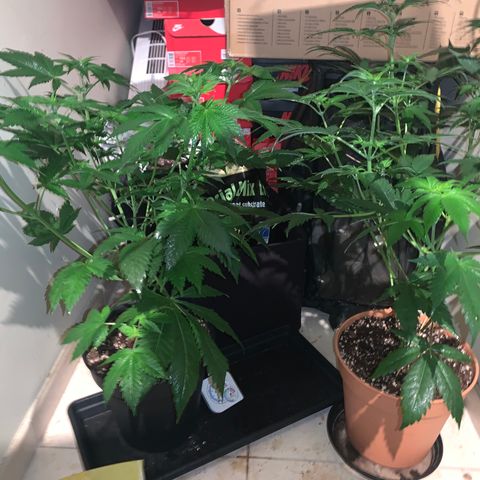 Royal Domina growlog timeline photo
