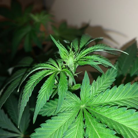 Royal Domina growlog timeline photo