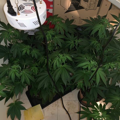 Royal Domina growlog timeline photo