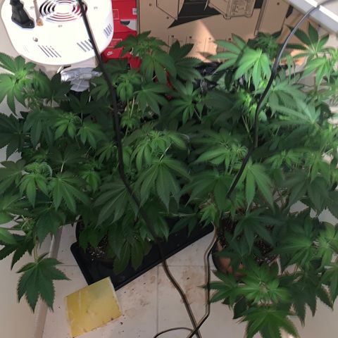 Royal Domina growlog timeline photo