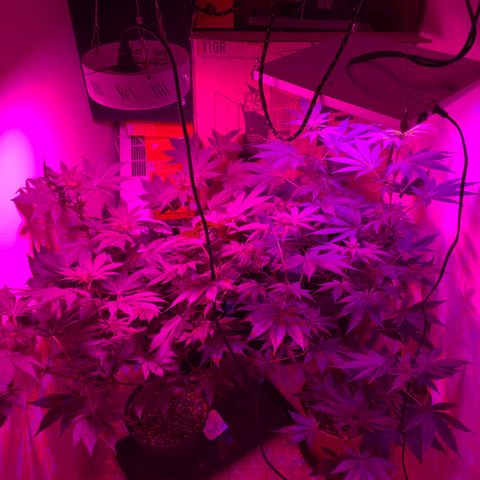 Royal Domina growlog timeline photo