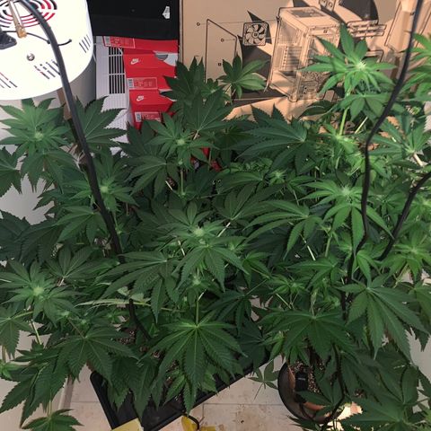 Royal Domina growlog timeline photo