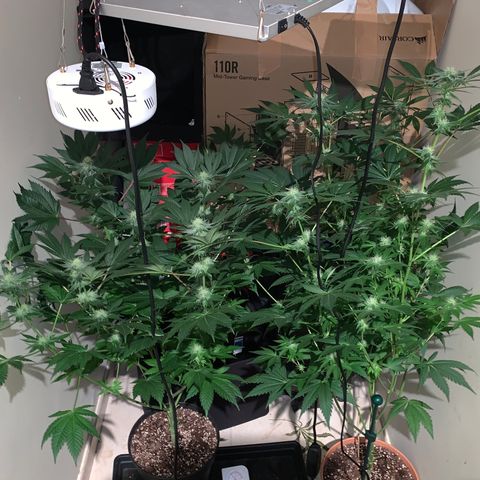 Royal Domina growlog timeline photo
