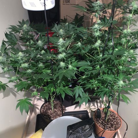 Royal Domina growlog timeline photo