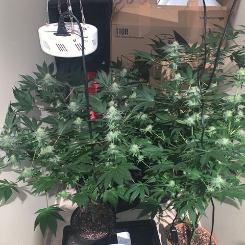 Royal Domina growlog timeline photo