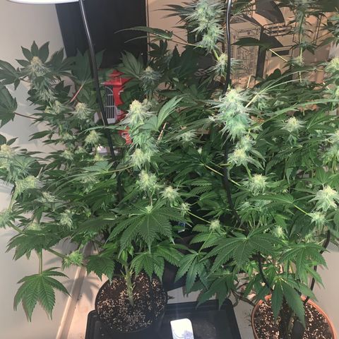 Royal Domina growlog timeline photo