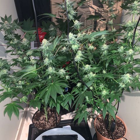 Royal Domina growlog timeline photo