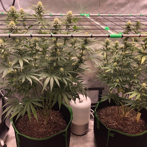 Gold leaf  growlog photo: Scrog pro screen