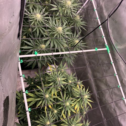 Gold leaf  growlog timeline photo
