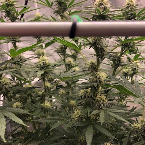 Slywalker Og growlog photo: First hairs are turning orange 