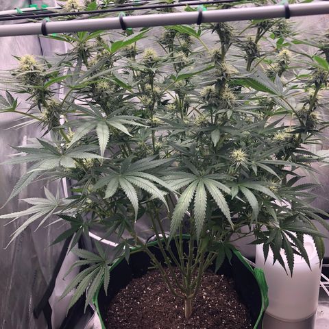 Slywalker Og growlog photo: First hairs are turning orange 
