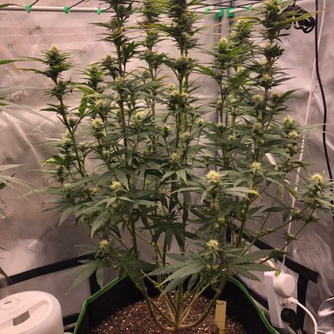 Gold leaf  growlog photo: First hairs turning orange