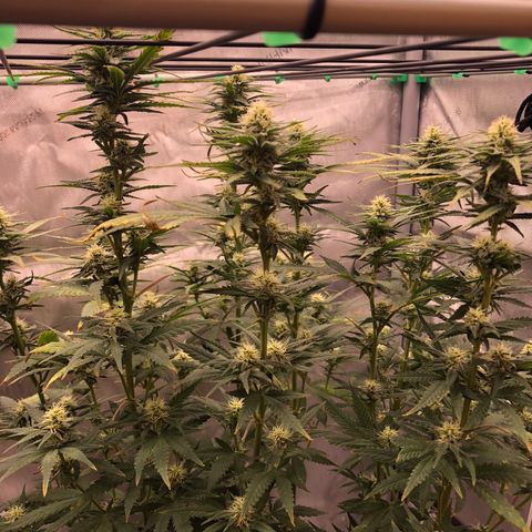 Gold leaf  growlog photo: First hairs turning orange