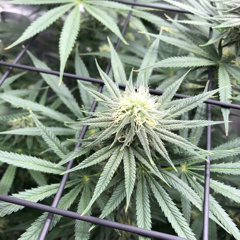 Slywalker Og growlog timeline photo